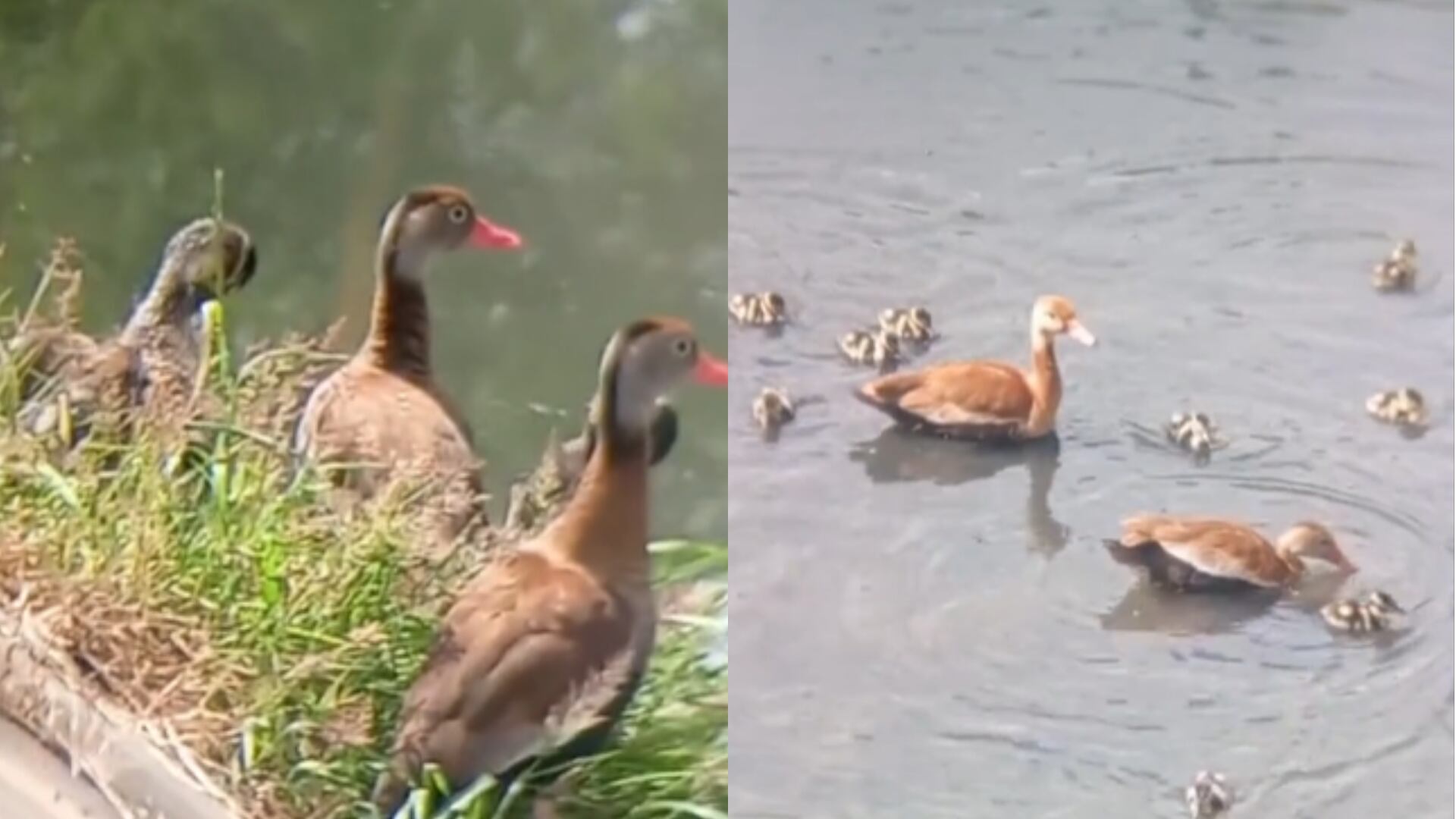 Patos encontrados en caño del barrio Tintal, localidad de Kennedy