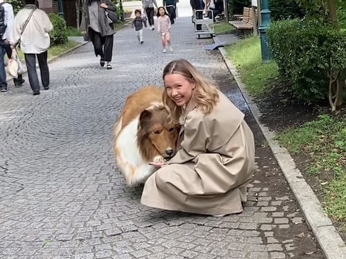 Ya es muy tarde: el perro humano no quiere que piensen que es un “bicho raro”