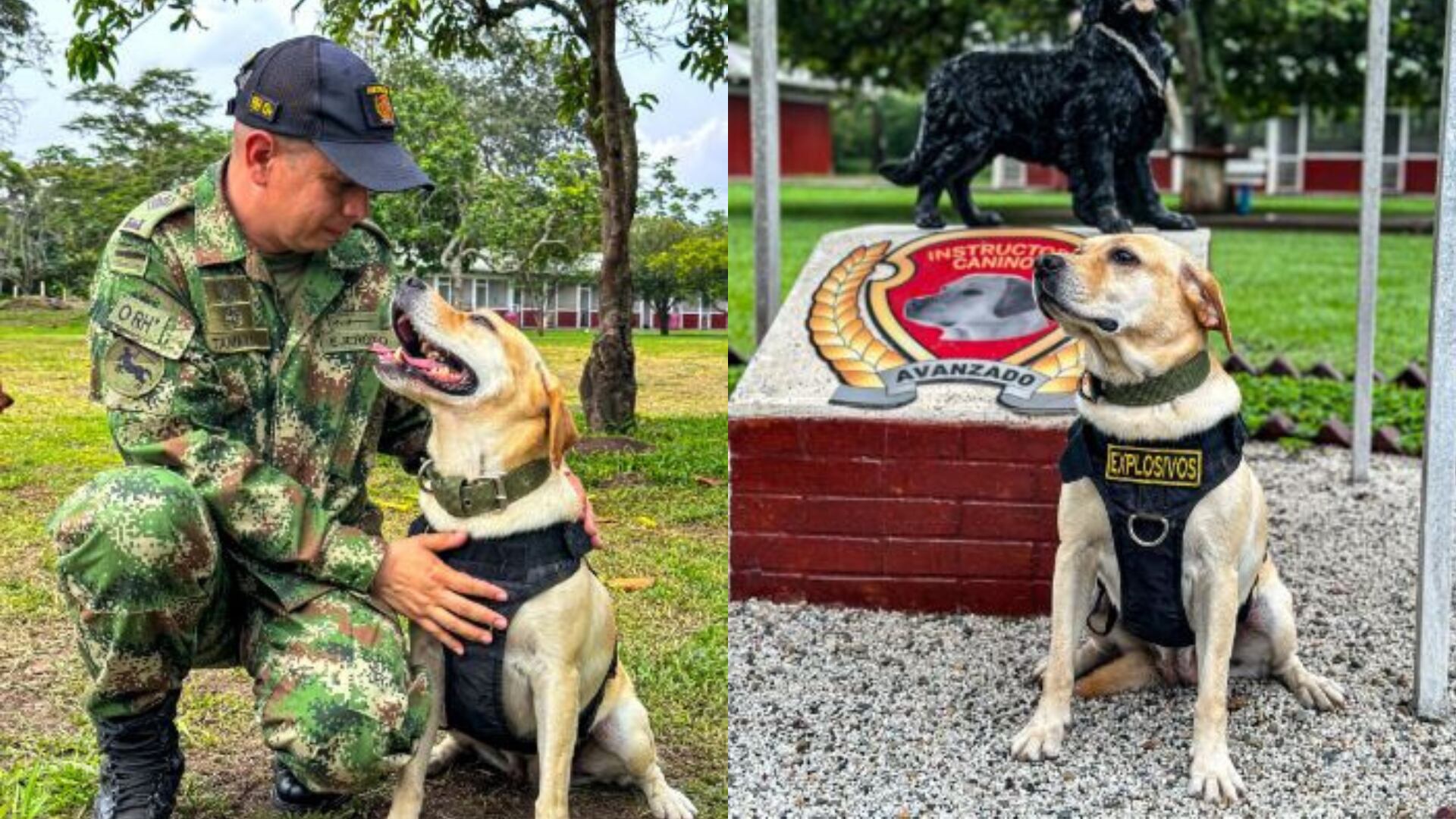 Perrita del Ejército perdió la vista en operación y ahora ayuda con terapia para niños