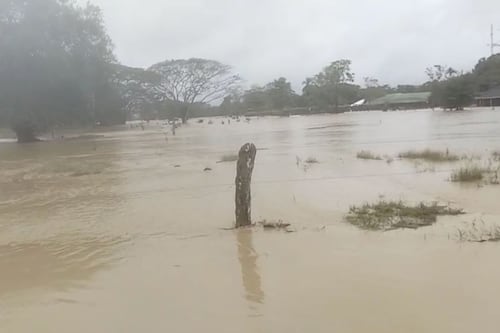 Tragedia en Córdoba: la impactante cifra de animales muertos y damnificados que tiene en alerta a las autoridades