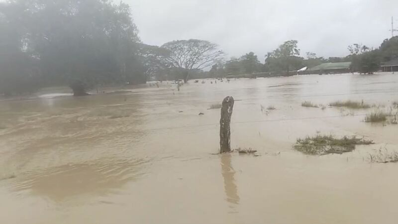 Tragedia en Córdoba: la impactante cifra de animales muertos y damnificados que tiene en alerta a las autoridades