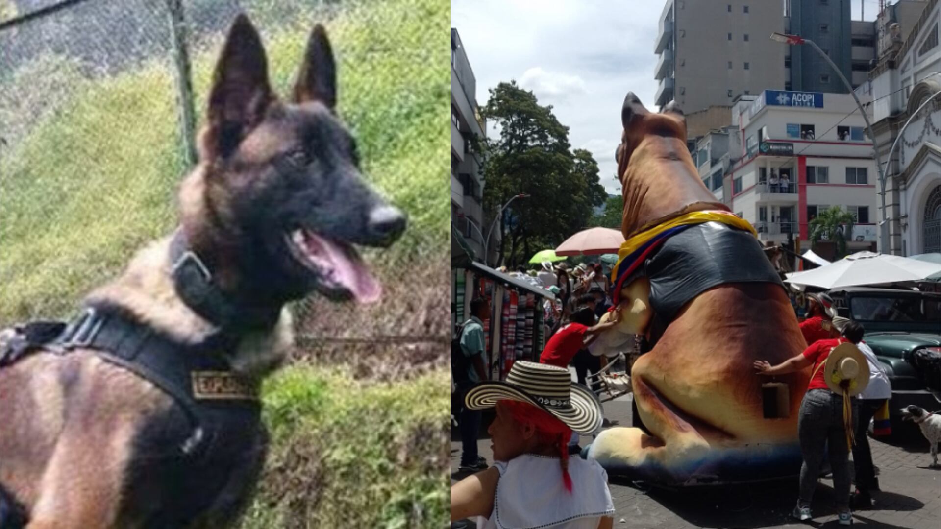 Perro Wilson apareció en la ciudad de Ibagué