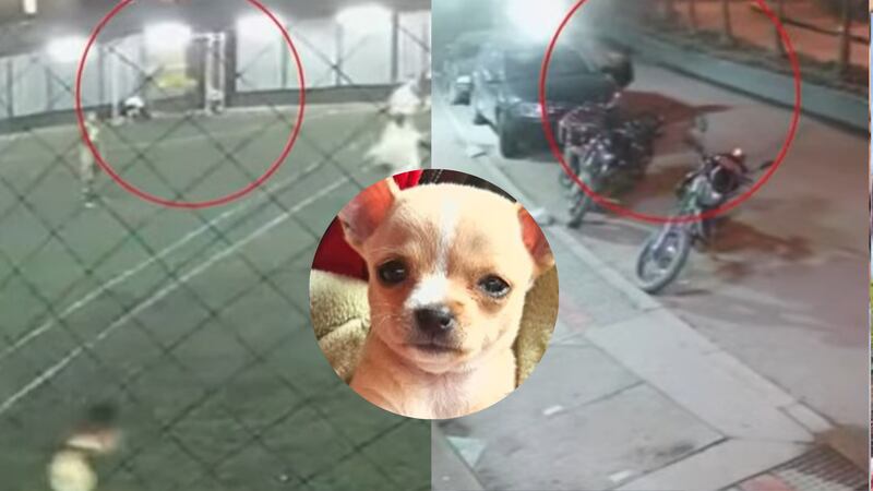 Ni jugando fútbol se salvan: Se robaron una camioneta en el que estaba Lupita, una pincher bebé