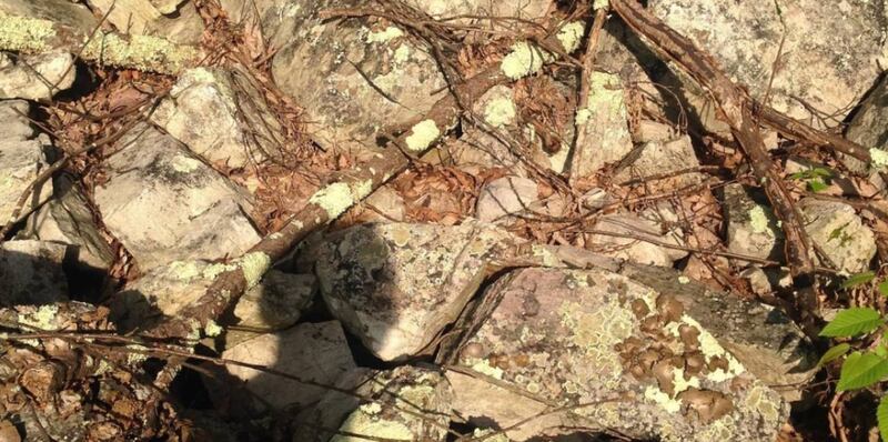 Hay una serpiente camuflada en esta foto