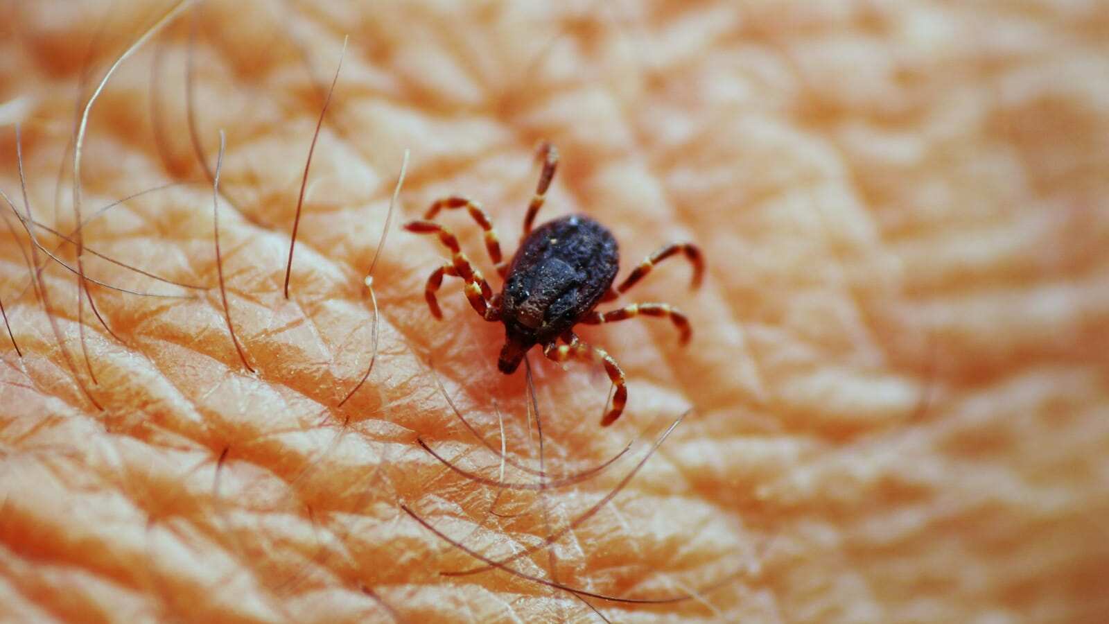 Las garrapatas transmiten rickettsia, entre otras enfermedades, algunas mortales.