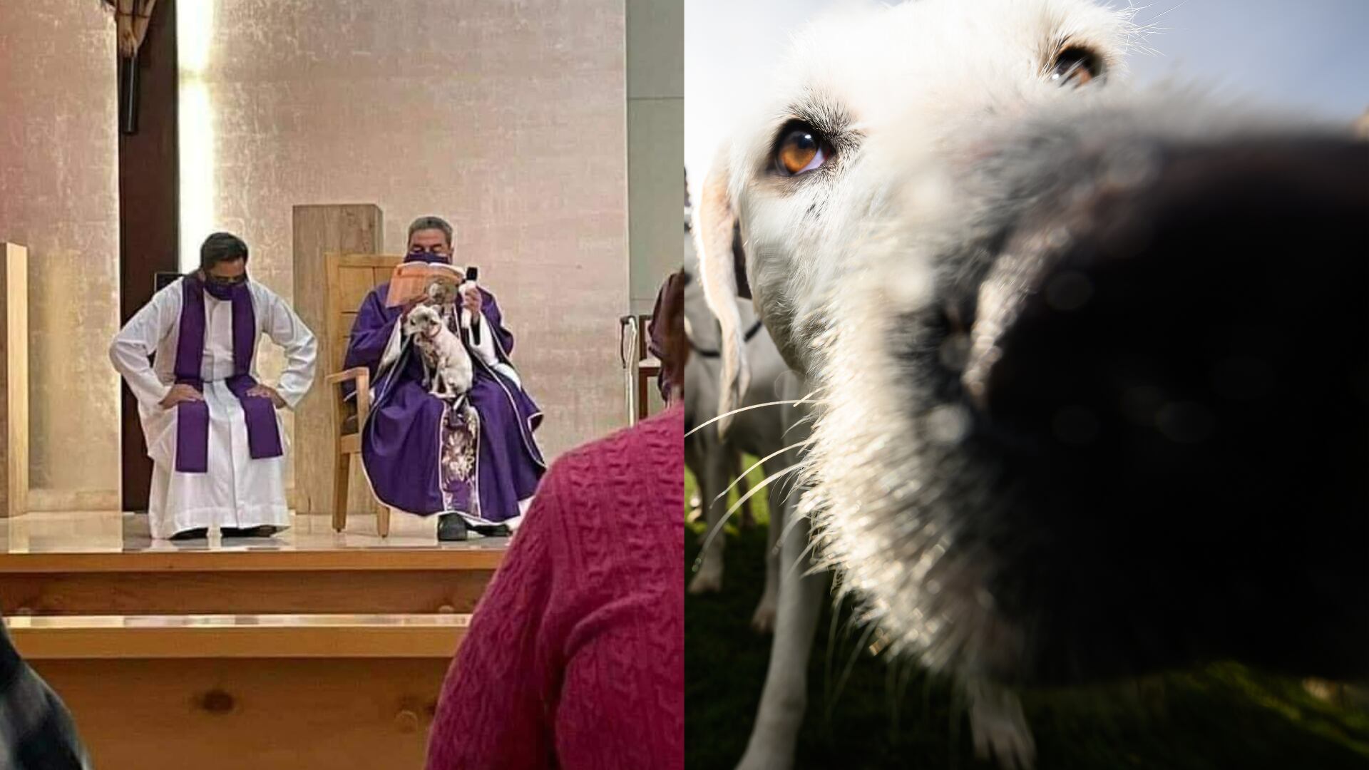 Sacerdote es acompañado por su mascota a das misa
