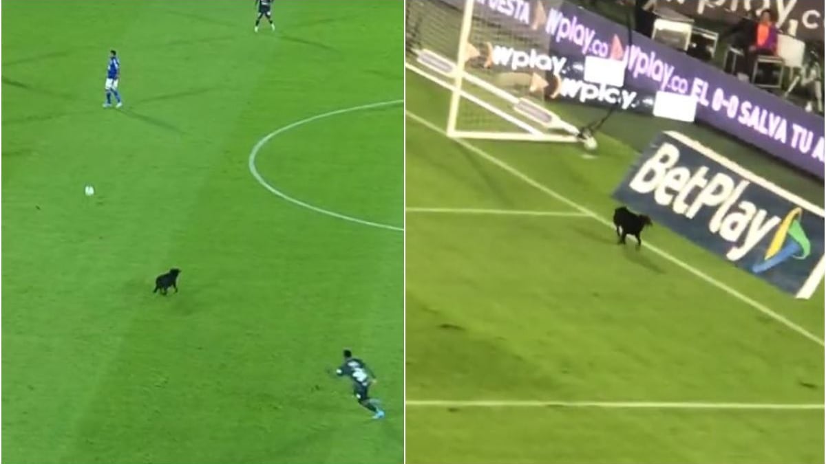 ¿Millonarios será sancionado por culpa del perro que se metió al ‘Campín’?