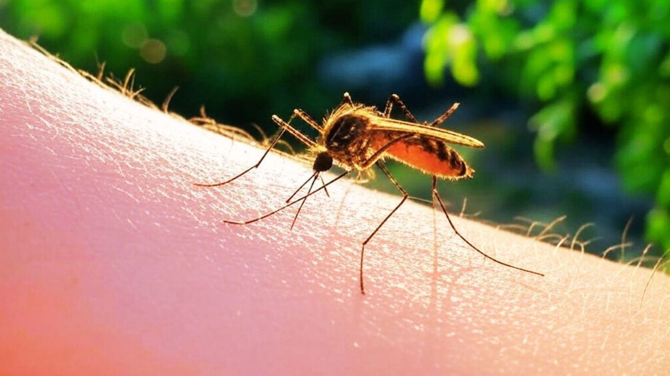 Mosquito transmite fiebre amarilla