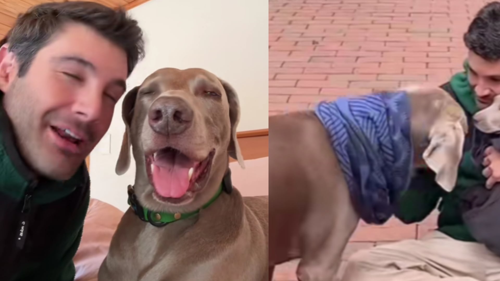 Luca, perro de TikTok tiene nuevo hermano y es igual de tierno a él