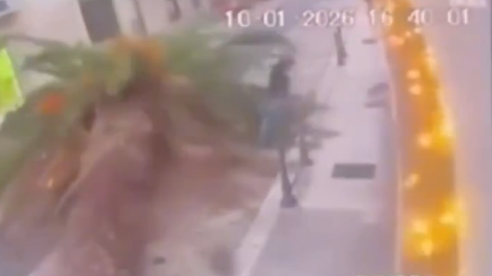 Dramático momento: palmera gigante cayó sobre un auto con personas adentro