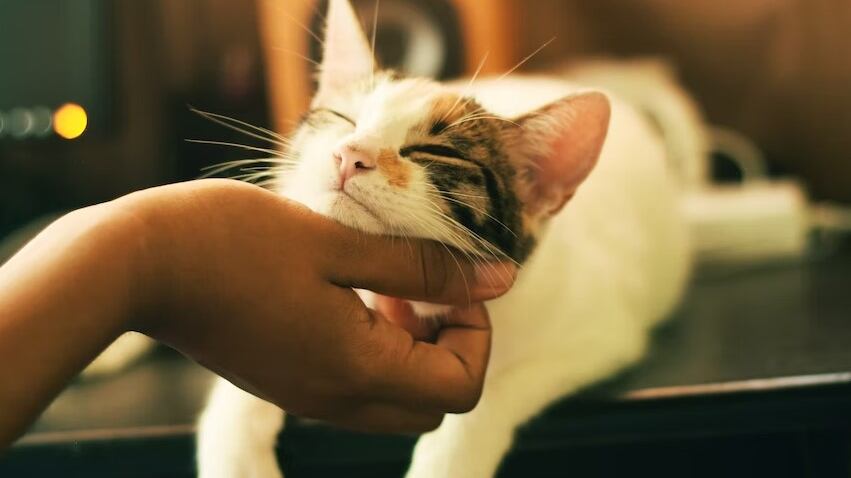 Los gatitos son de las mascotas más adorables