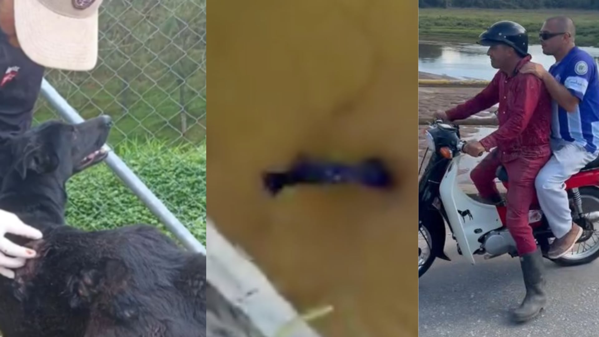 Apareció la perrita que tiraron desde un puente al río Guadalupe en Antioquia: está en un grave estad de salud