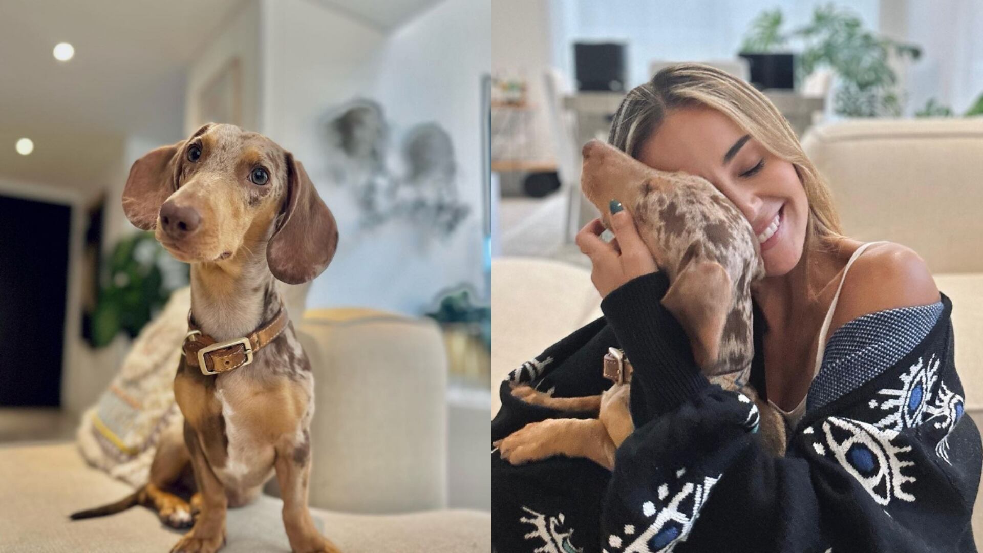 Perro de Tuti Vargas se come una tanga