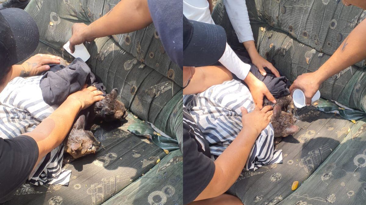 80 gatos fueron rescatados de incendio forestal en Cali.