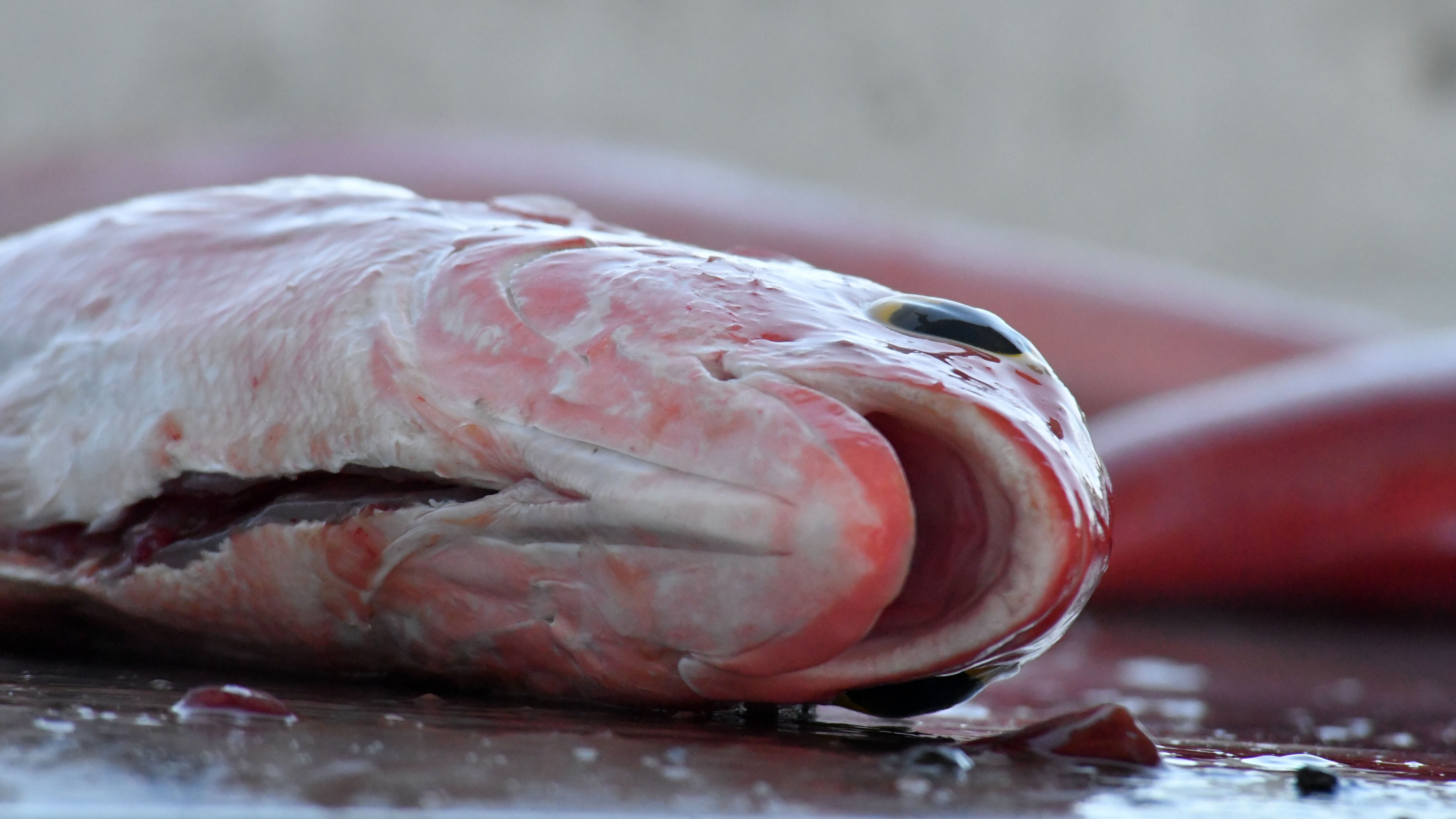 Pescado. Villa Pesquera