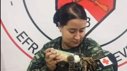 Foto rescatan a tigrilla bebé que quedó huérfana tras la caza y muerte de su madre en Vichada.