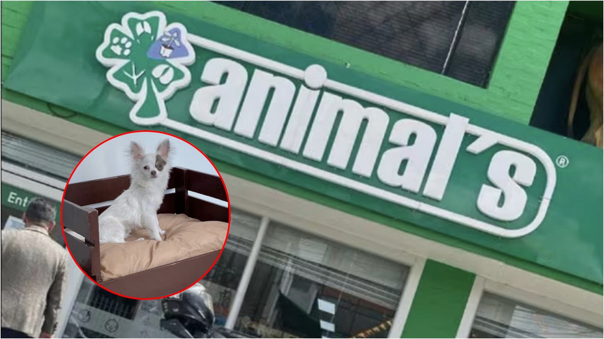 Perrito murió por presunta irresponsabilidad en reconocida veterinaria de Bogotá (Foto del perrito suministrada por los dueños)