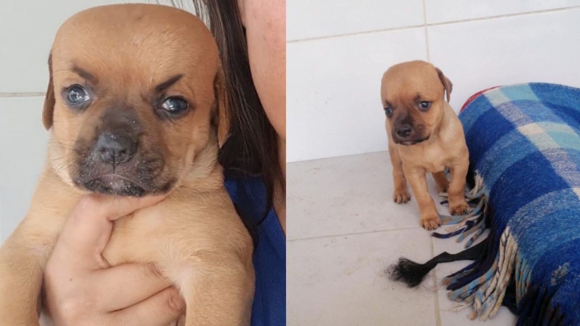 El cachorro posee una rara enfermedad y está en la búsqueda de una familia.