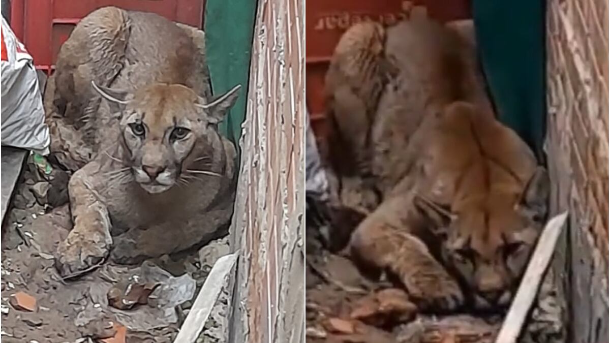 Aterrorizado Puma se refugió en una vivienda huyendo de incendios forestales