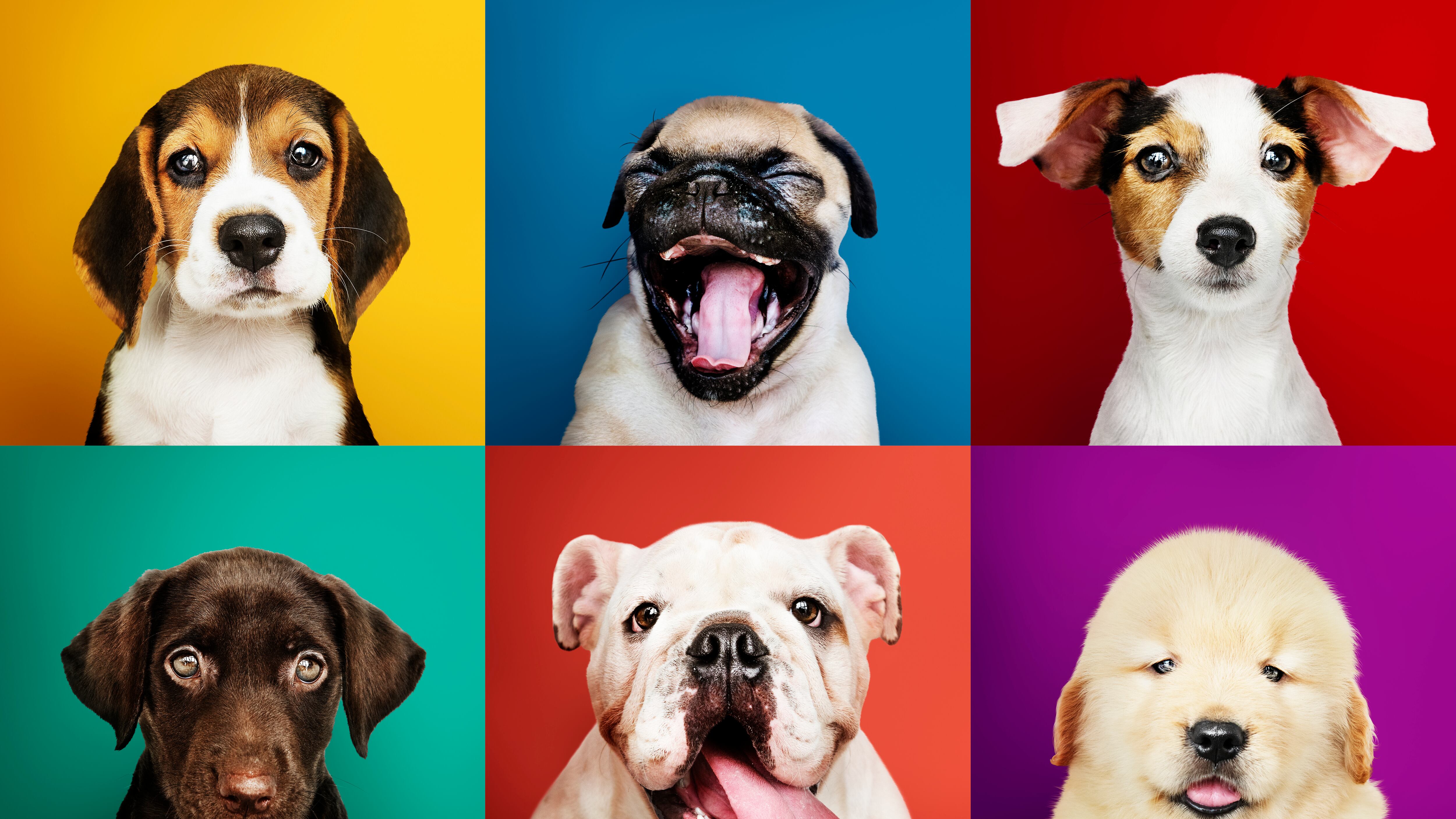 Alimentación mascotas