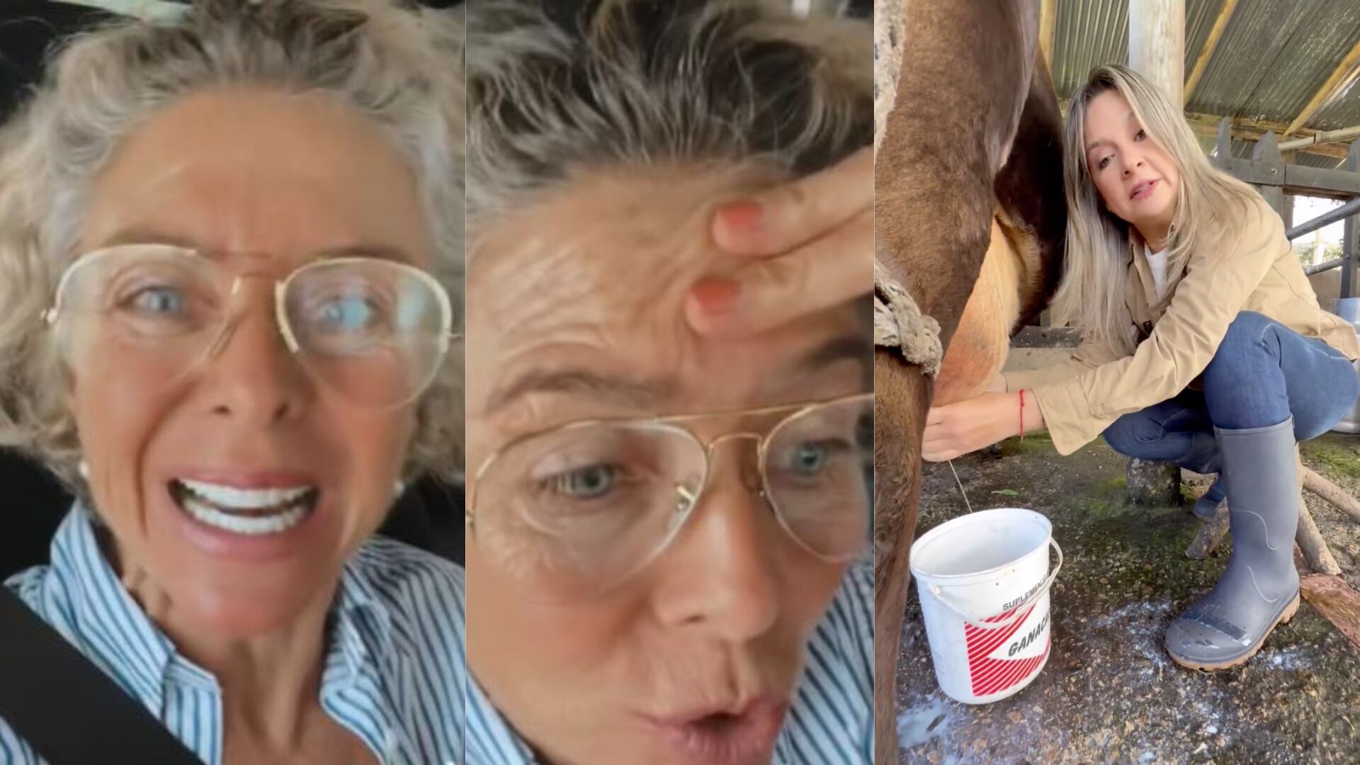 Vicky Dávila y Margarita Rosa se pelearon por ordeñar una vaca: “No te aterres porque ordeñé una vaca. Atérrate de Petro”