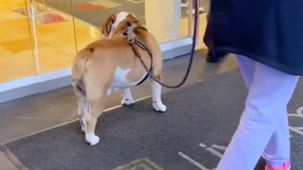 Mamut, perrito bulldog, fue discriminado por gordo