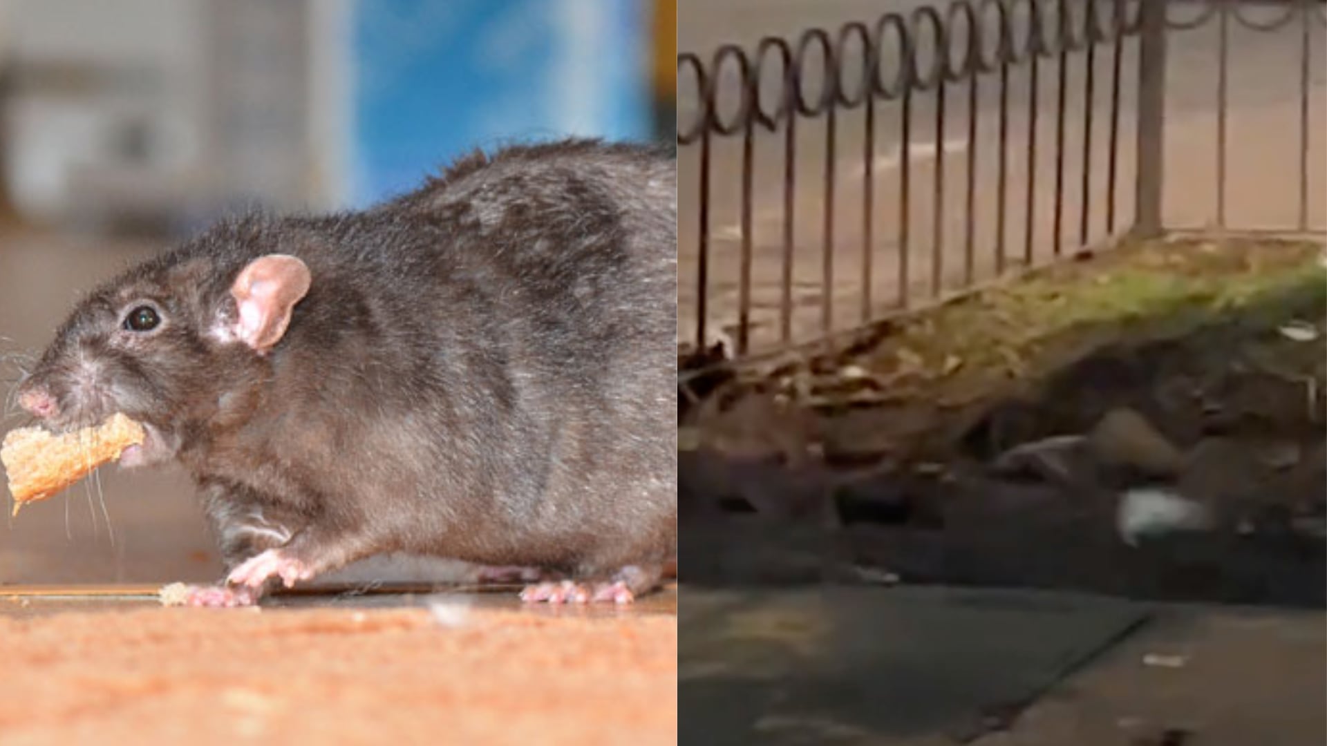 Plaga de ratas está apoderada de un exclusivo sector al norte de Bogotá