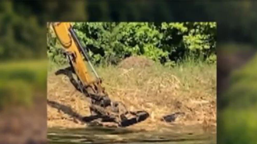 Arrestan a hombre que mató a caimán y destruyó nido con un tractor