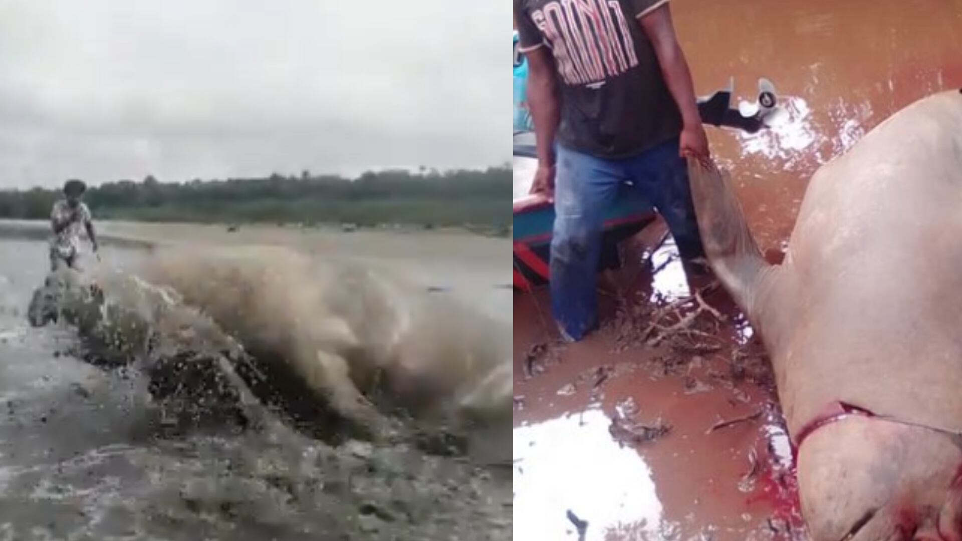 Tw: Vanessa de la Torre