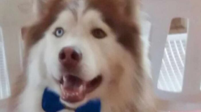 Dueña de peluquería canina fue judicializada por muerte de un perro