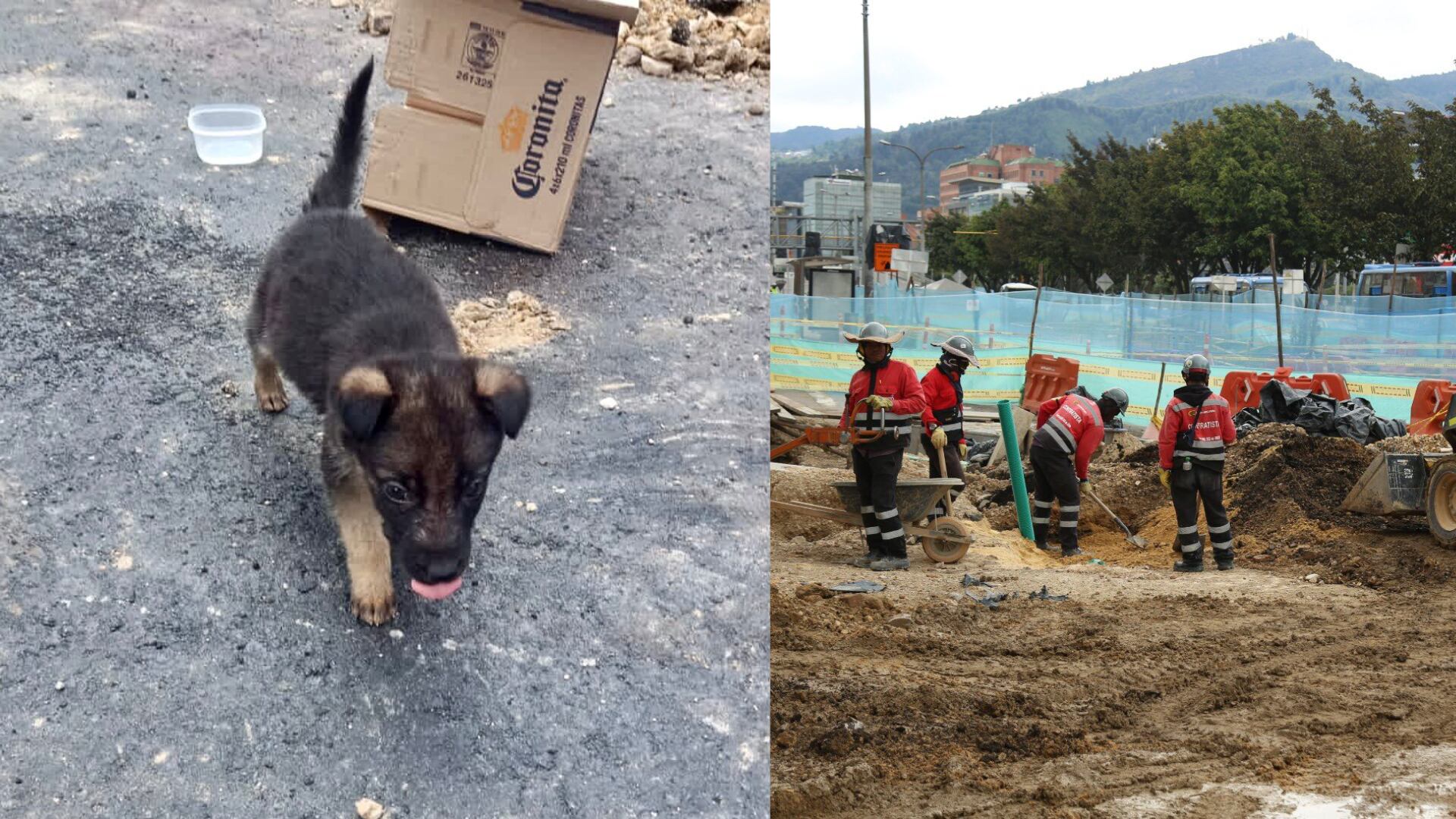 Este cachorrito fue abandonado dentro de una caja y fue tirado en las obras de la Avenida 68