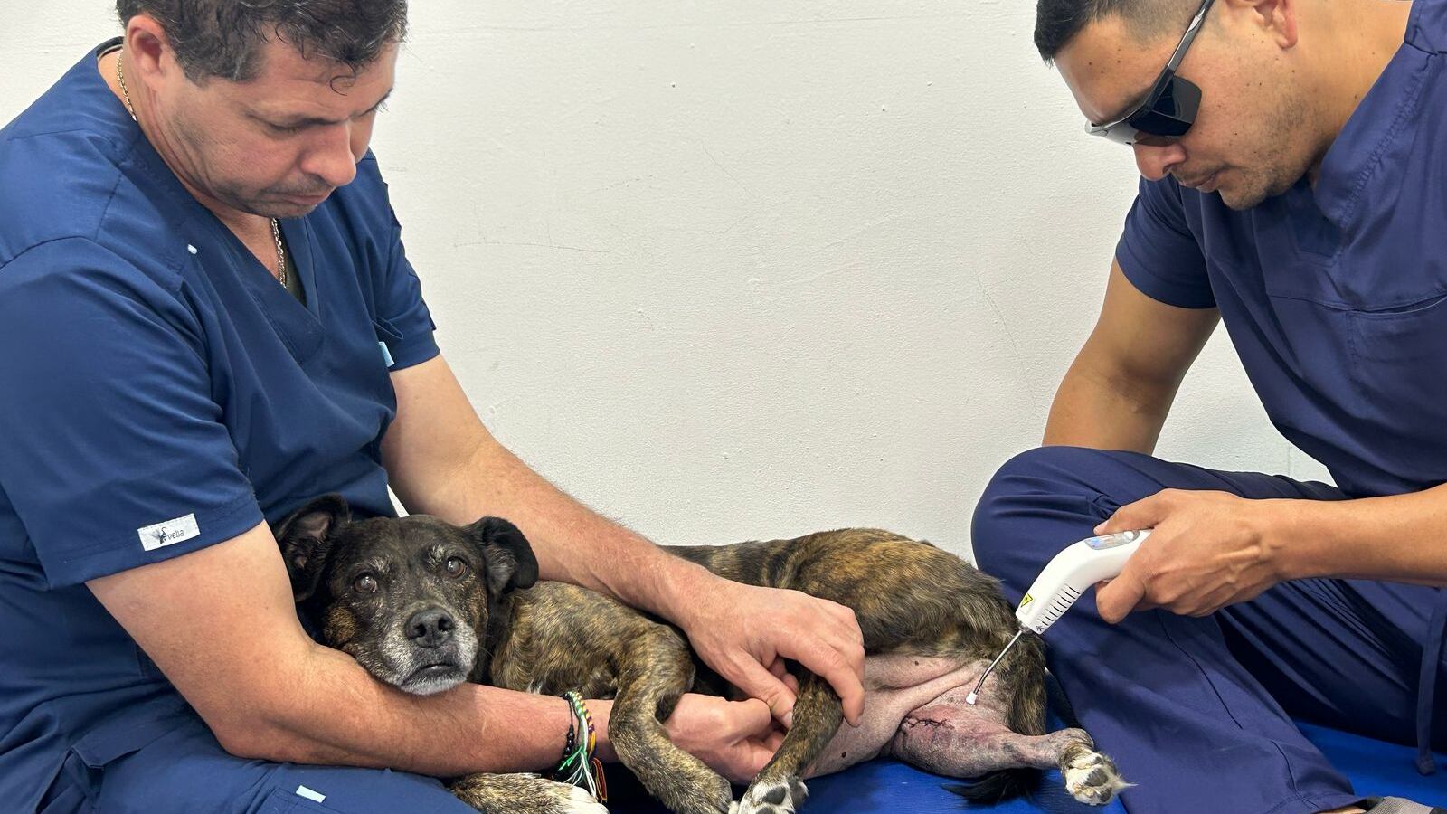 El envejecimiento de los perros y sus cuidados.