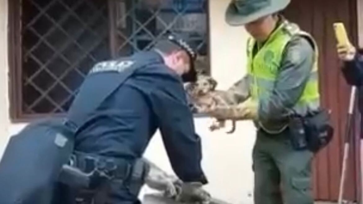 En el norte de Cali allanaron una casa donde habían más de 10 animales domésticos en mal tenencia.