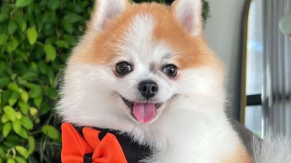 Perro robado en parque en Barranquilla.