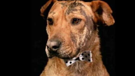 Serafín, la mascota de Daniel Samper Ospina