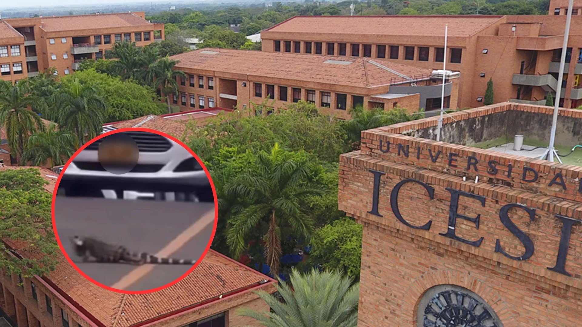 Universidad Icesi se pronunció por caso de atropellamiento de iguana en el campus.