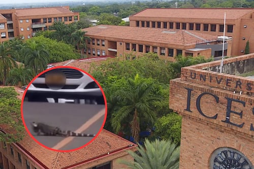 Indignación en Universidad Icesi en Cali por iguana atropellada por dos carros: institución contó qué pasó con los responsables