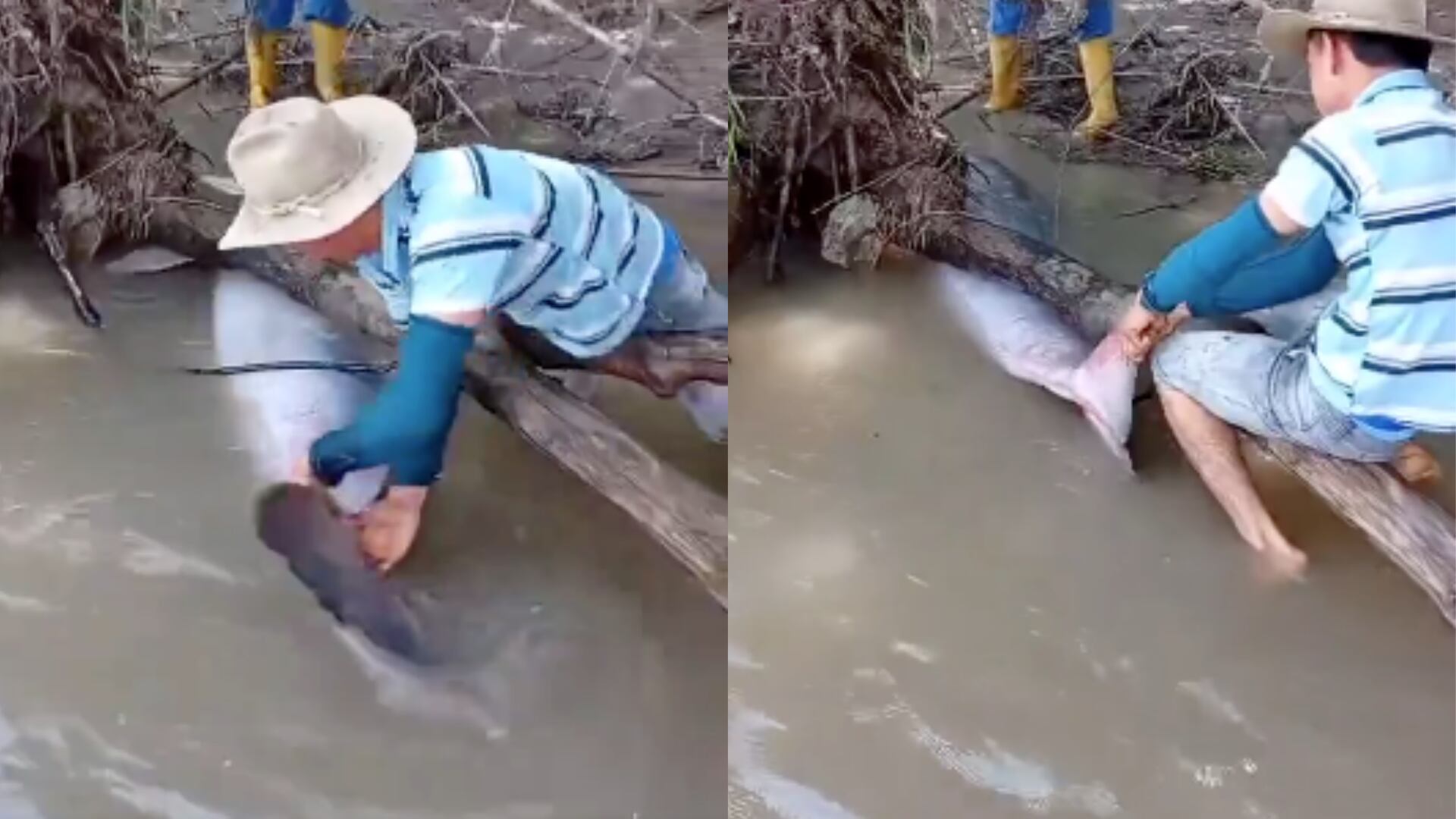Impresionante rescate de un delfín rosado en el río Arauca devuelve la fe en la humanidad: pescadores arriesgaron su vida para salvar al animal