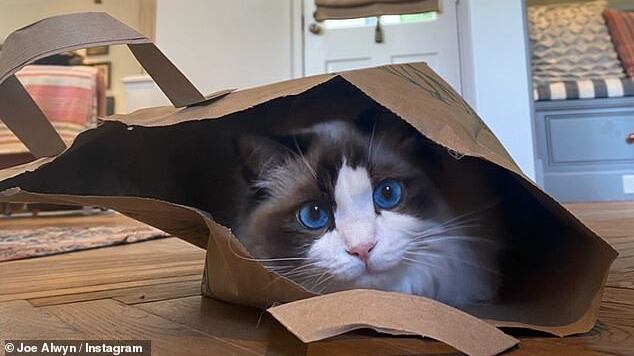 Es un gato muy cariñoso