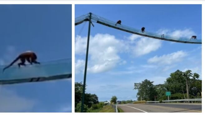 Manada de monos auilladores cruzan puente de fauna en la Ruta al mar en Tolú.