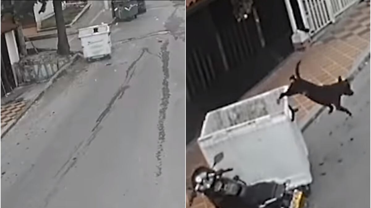 Travieso perro a bordo de un contendor causó pequeño accidente y huyó del lugar