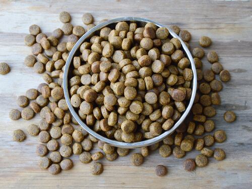 ¿Por qué tu perro o gato tiene gases?Estos son los 5 alimentos más difíciles de digerir