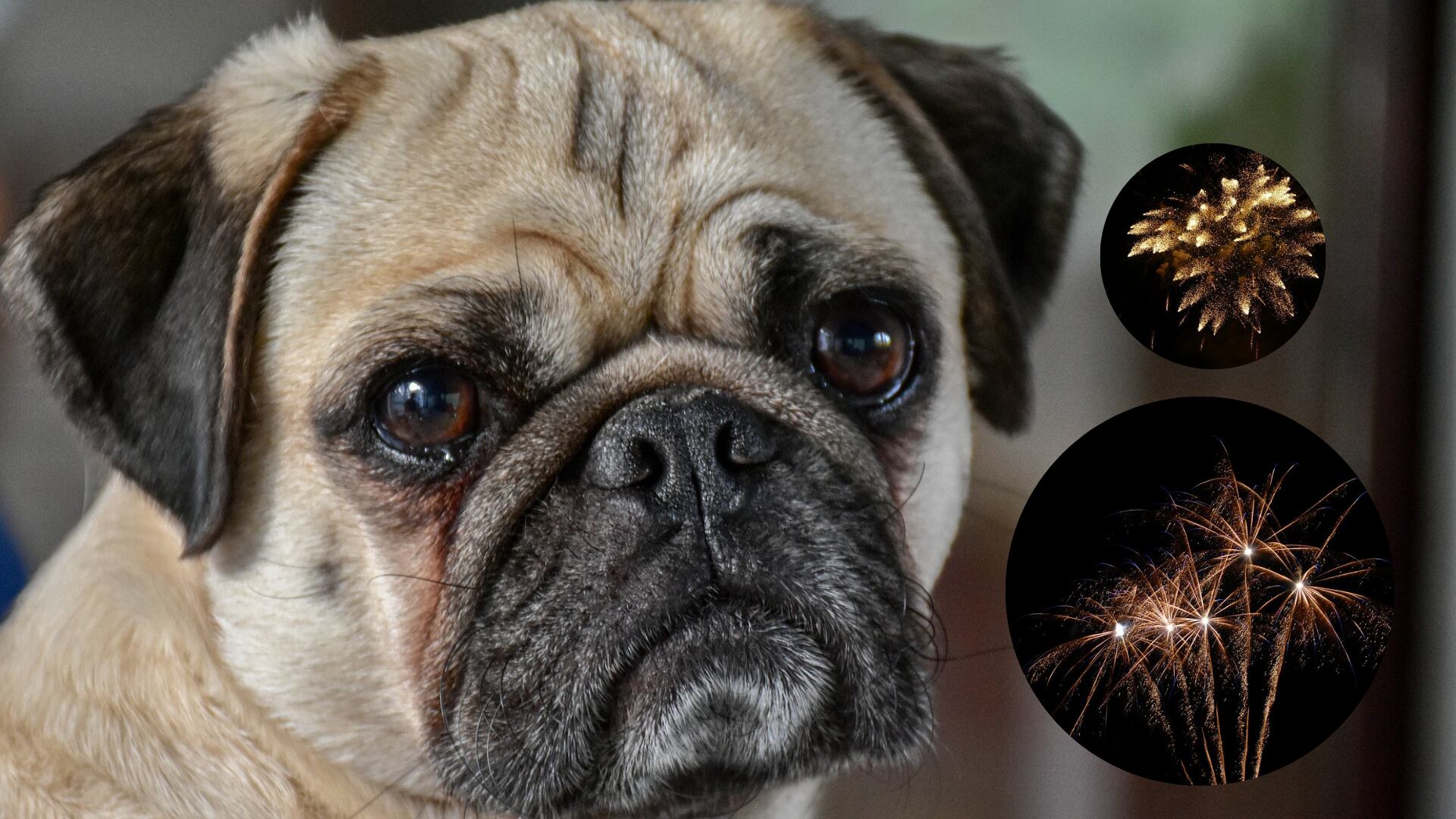 Montaje - Pug - Pirotecnia (Pixabay)