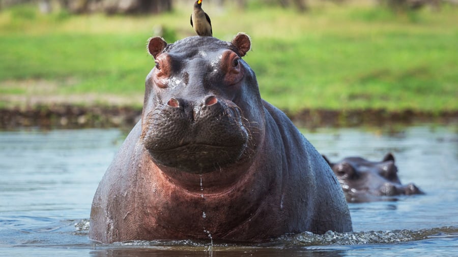 Fotografía sin fecha específica de toma cedida por el Ministerio de Ambiente y Desarrollo Sostenible de Colombia de un hipopótamo en una zona rural de Colombia. El Gobierno de Colombia anunció un plan que incluye la eutanasia a por lo menos 80 hipopótamos durante el segundo semestre de este año, para evitar su reproducción. EFE/ Ministerio de Ambiente y Desarrollo Sostenible de Colombia /