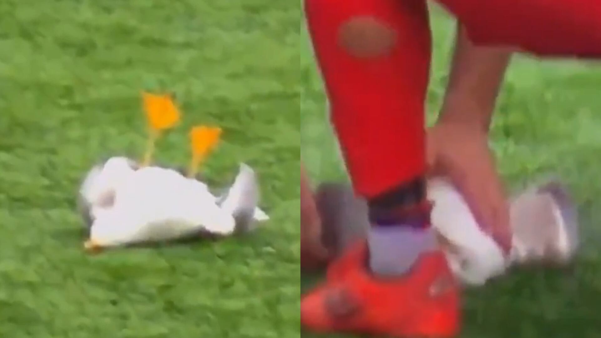 Gaviota - Fotos: Capturas de pantalla de la transmisión del juego amateur en Turquía tomadas el 23 de febrero del 2026