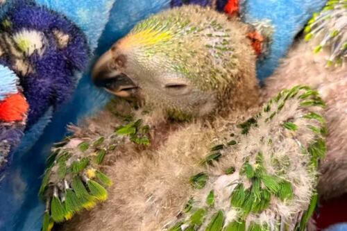 Doloroso hallazgo en Antioquia: Encuentran 10 pichones de lora frentiamarilla malnutridos en una caja de cartón