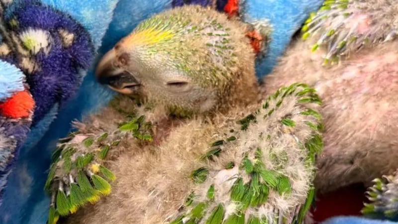 Doloroso hallazgo en Antioquia: Encuentran 10 pichones de lora frentiamarilla malnutridos en una caja de cartón