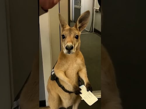 El canguro que “iba a volar en avión”: el video viral hecho con IA que engañó a medio Internet