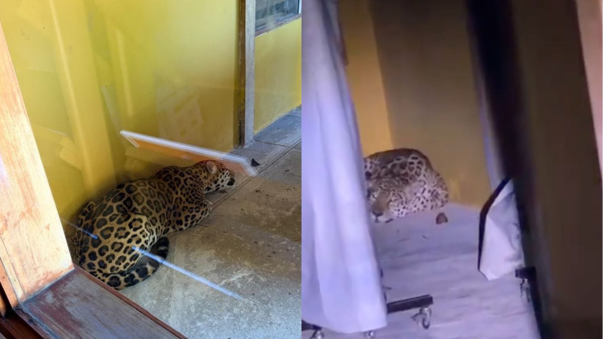 Restringen acceso a la Universidad Nacional en Leticia por presencia de un jaguar