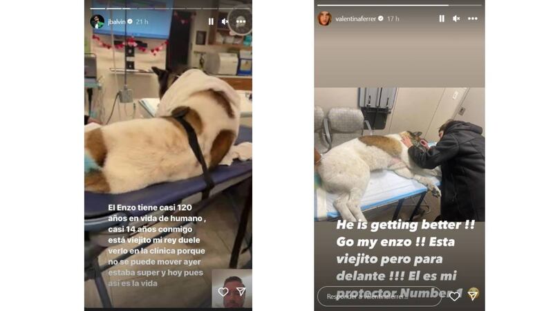 J Balvin compartió el estado de salud de su perro Enzo